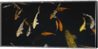 Framed Close-up of a school of fish in an aquarium, Japanese Koi Fish, Capitol Aquarium, Sacramento, California, USA