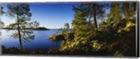 Framed Trees at the lakeside, Lake Saimaa, Puumala, Finland