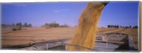 Framed Soybeans harvesting, Minnesota