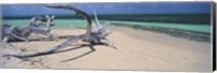 Framed Driftwood on the beach, Green Island, Great Barrier Reef, Queensland, Australia