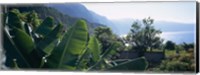 Framed Banana trees in a garden at the seaside, Ponta Delgada, Madeira, Portugal