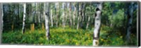 Framed Field of Rocky Mountain Aspens