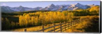 Framed Trees in a field near a wooden fence, Dallas Divide, San Juan Mountains, Colorado