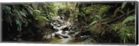 Framed Stream flowing in a forest, Milford Sound, Fiordland National Park, South Island, New Zealand
