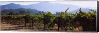 Framed Grape vines in a vineyard, Napa Valley, Napa County, California, USA