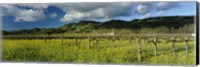 Framed Mustard crop in a field near St. Helena, Napa Valley, Napa County, California, USA