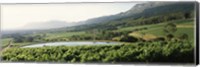 Framed Vineyard with Constantiaberg mountain range, Constantia, Cape Winelands, Cape Town, Western Cape Province, South Africa
