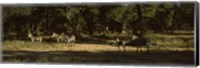 Framed Herd of zebras in a forest, Hwange National Park, Matabeleland North, Zimbabwe