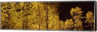 Framed Aspen trees in autumn with night sky, Colorado, USA
