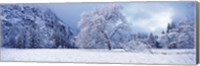 Framed Snow covered oak tree in a valley, Yosemite National Park, California, USA