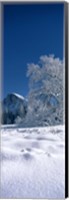 Framed Oak tree and rock formations covered with snow, Half Dome, Yosemite National Park, Mariposa County, California, USA