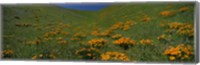 Framed Orange Wildflowers on a hillside, California