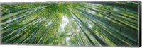 Framed Low angle view of bamboo trees, Hokokuji Temple, Kamakura, Kanagawa Prefecture, Kanto Region, Honshu, Japan