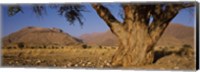 Framed Camelthorn tree (Acacia erioloba) with mountains in the background, Brandberg Mountains, Damaraland, Namib Desert, Namibia