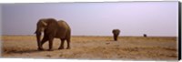 Framed Three African elephants (Loxodonta africana) bulls approaching a waterhole, Etosha National Park, Kunene Region, Namibia