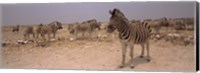 Framed Herd of Burchell's zebras (Equus quagga burchelli) in a field, Etosha National Park, Kunene Region, Namibia