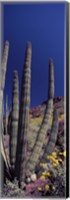 Framed Close up of Organ Pipe cactus, Arizona