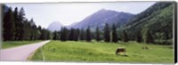 Framed Cows grazing in a field, Karwendel Mountains, Risstal Valley, Hinterriss, Tyrol, Austria