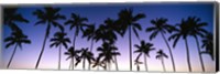 Framed Silhouettes of palm trees at sunset