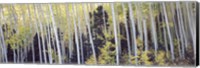 Framed Aspen trees in a forest, Aspen, Pitkin County, Colorado, USA