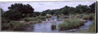 Framed Sabie River, Kruger National Park, South Africa