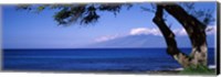 Framed Tree at a coast, Kapalua, Molokai, Maui, Hawaii, USA