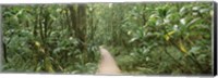 Framed Young bamboo with path, Oheo Gulch, Seven Sacred Pools, Hana, Maui, Hawaii, USA