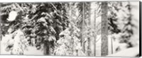 Framed Snow covered evergreen trees at Stevens Pass, Washington State (black and white)