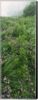 Framed Crown Vetch flowers, Herrington Manor State Park, Maryland, USA