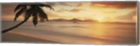 Framed Silhouette of a palm tree on the beach at sunset, La Digue Island, Praslin Island, Seychelles