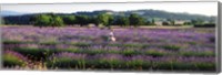 Framed Woman walking with basket through a field of lavender in Provence, France