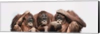 Framed Close-up of three orangutans