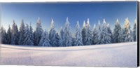 Framed Snow covered trees on a landscape, Belchen Mountain, Black Forest, Baden-Wurttemberg, Germany