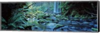 Framed Waterfall in a forest, Hopetown Falls, Great Ocean Road, Otway Ranges National Park, Victoria, Australia