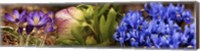 Framed Details of Crocus flowers