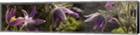 Framed Details of purple furry flowers