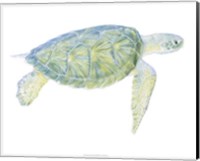 Framed Tranquil Sea Turtle I