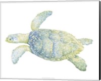 Framed Tranquil Sea Turtle II