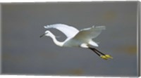 Framed Egret in Flight Kenya Africa