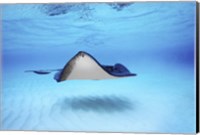 Framed Close-up of a Southern stingray (Dasyatis americana), Grand Cayman, Cayman Islands