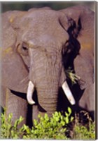 Framed Elephant Tanzania Africa