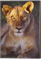 Framed Lioness Tanzania Africa