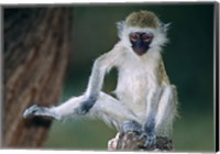 Framed Vervet Monkey Kenya Africa