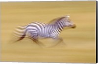 Framed Zebra in Motion Kenya Africa