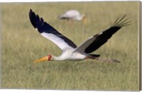 Framed Yellow-billed stork flying above a field