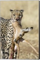 Framed Close-up of a cheetah carrying its kill
