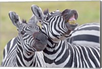 Framed Close-up of two zebras, Ngorongoro Crater, Ngorongoro Conservation Area, Tanzania