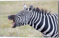 Framed Close-up of a zebra braying, Ngorongoro Crater, Ngorongoro Conservation Area Tanzania