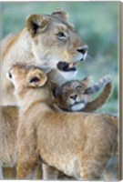 Framed Close-up of a lioness and her two cubs, Ngorongoro Crater, Ngorongoro Conservation Area, Tanzania (Panthera leo)