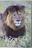 Framed Close-up of a Black maned lion, Ngorongoro Crater, Ngorongoro Conservation Area, Tanzania